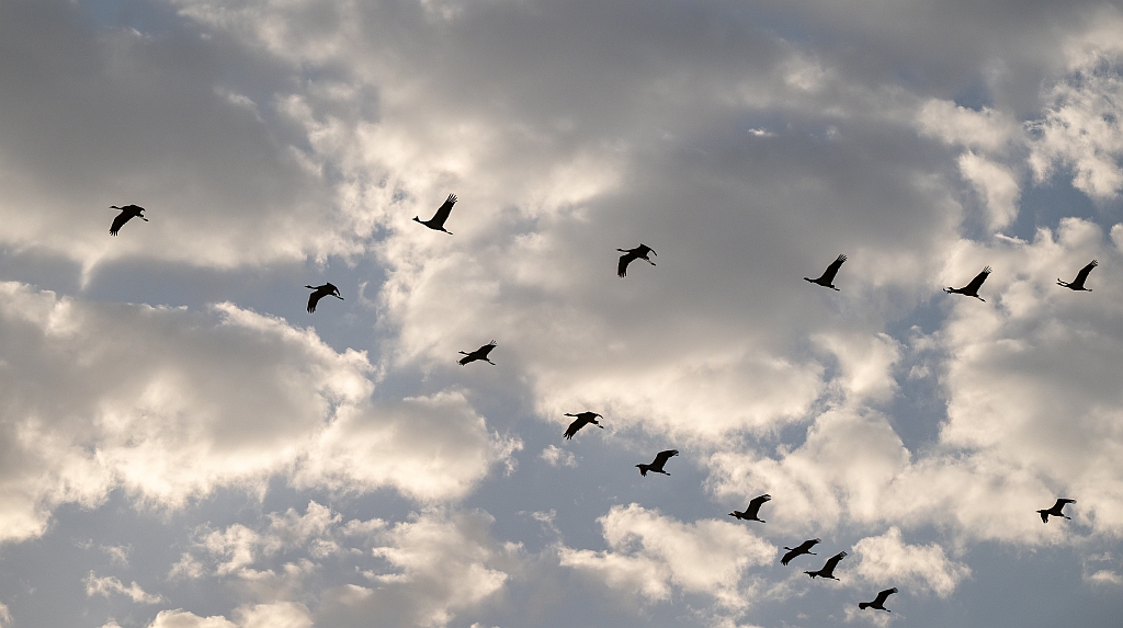 Common Crane